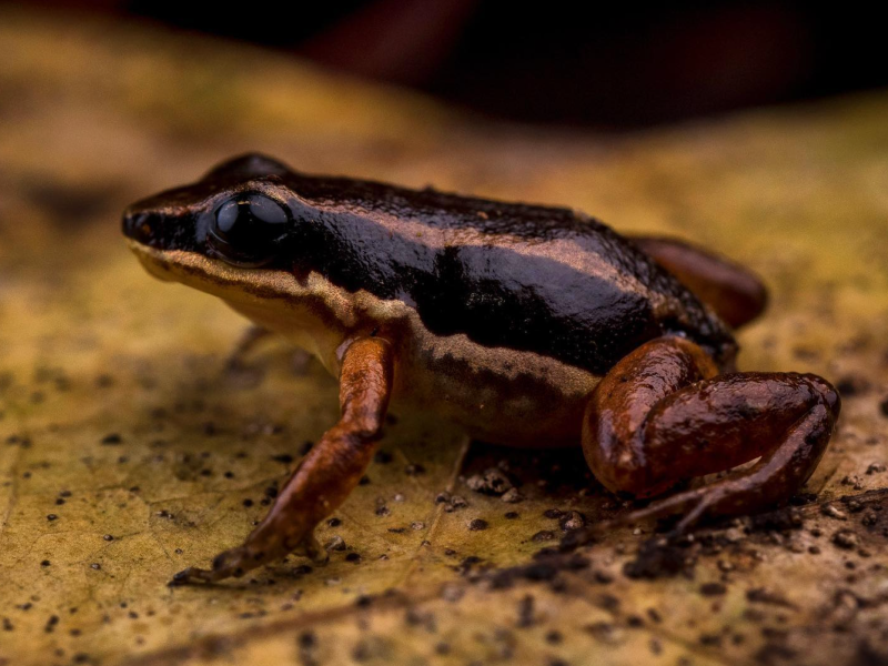 Corcovado National Park rainforest trail