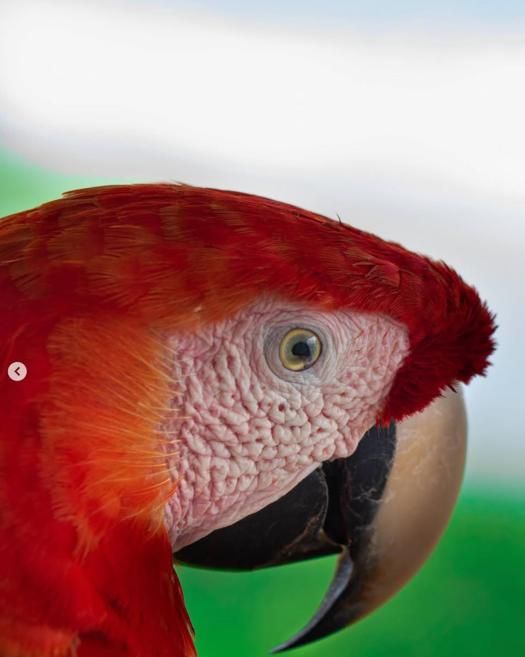 Osa Peninsula Wildlife