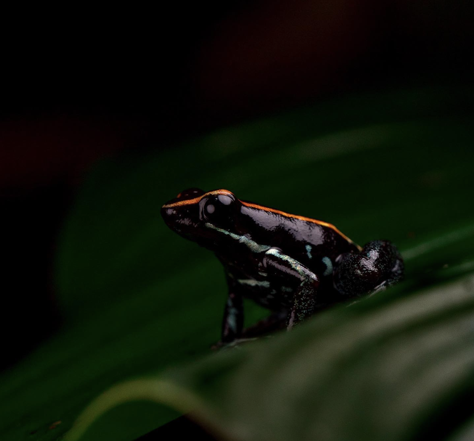 Sentier du Parc National de Corcovado